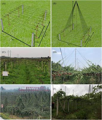 Significant increases in Donghong kiwifruit yield by a novel umbrella-shaped trellis system and identification of associated molecular mechanisms